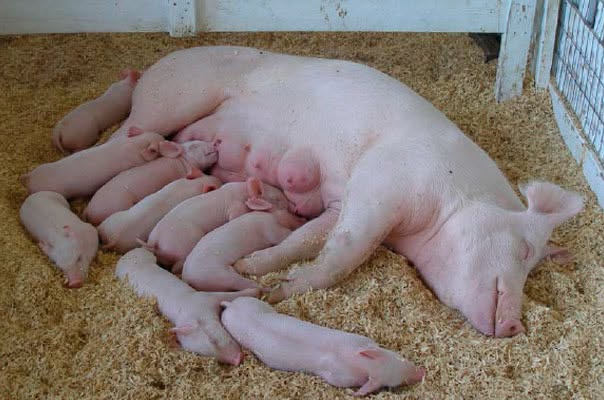 Porca gestante em ambiente de fazenda moderna