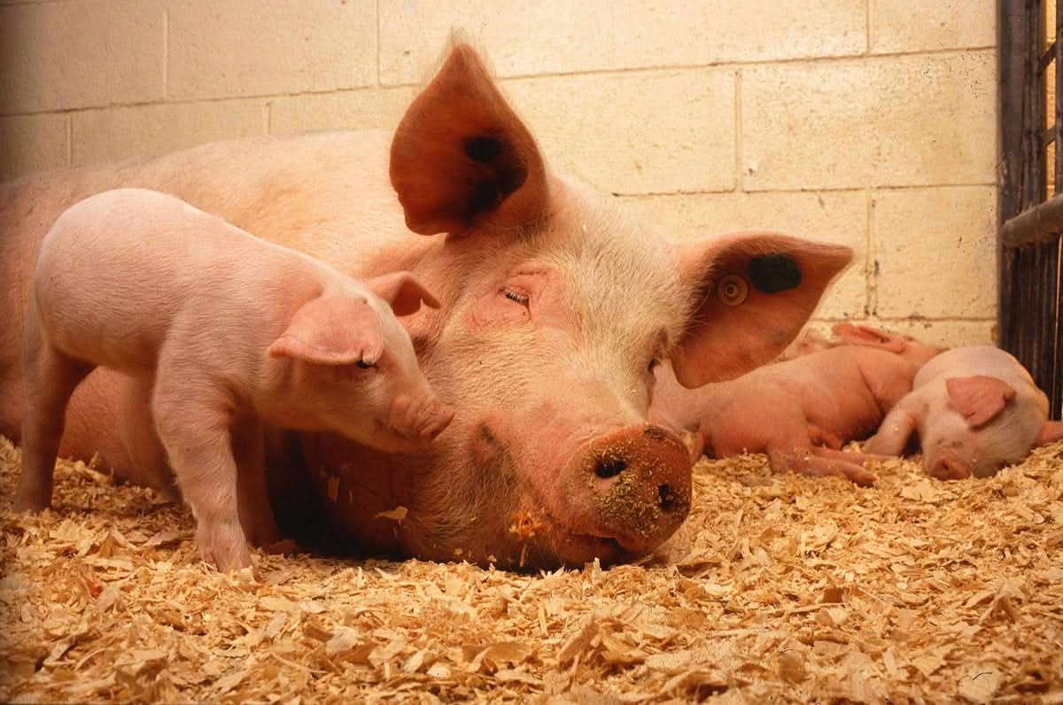 Cuidados veterinários com suínas gestantes